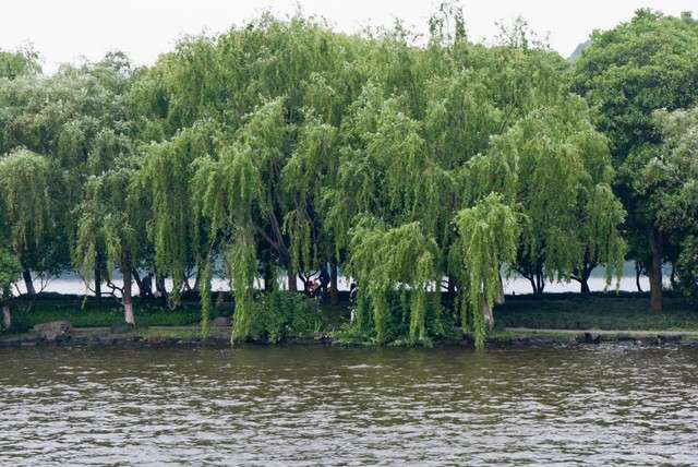 China milenaria - Blogs de China - Hangzhou, Un día pasado por agua. (3)