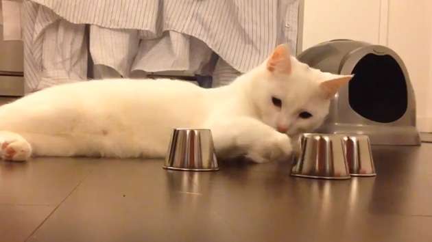 Video: El gato al que no engañan los trileros